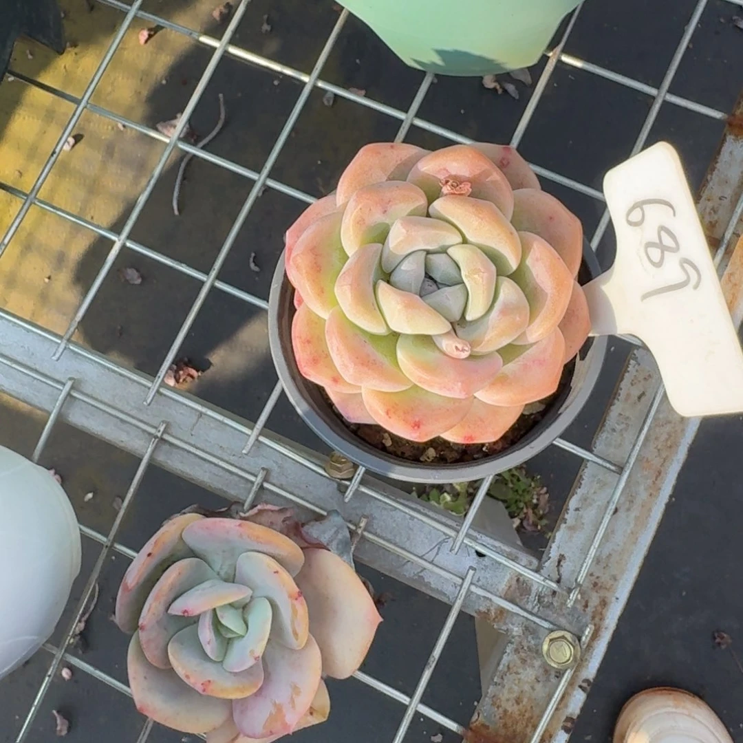 689冰玉肉肉肉肉肉