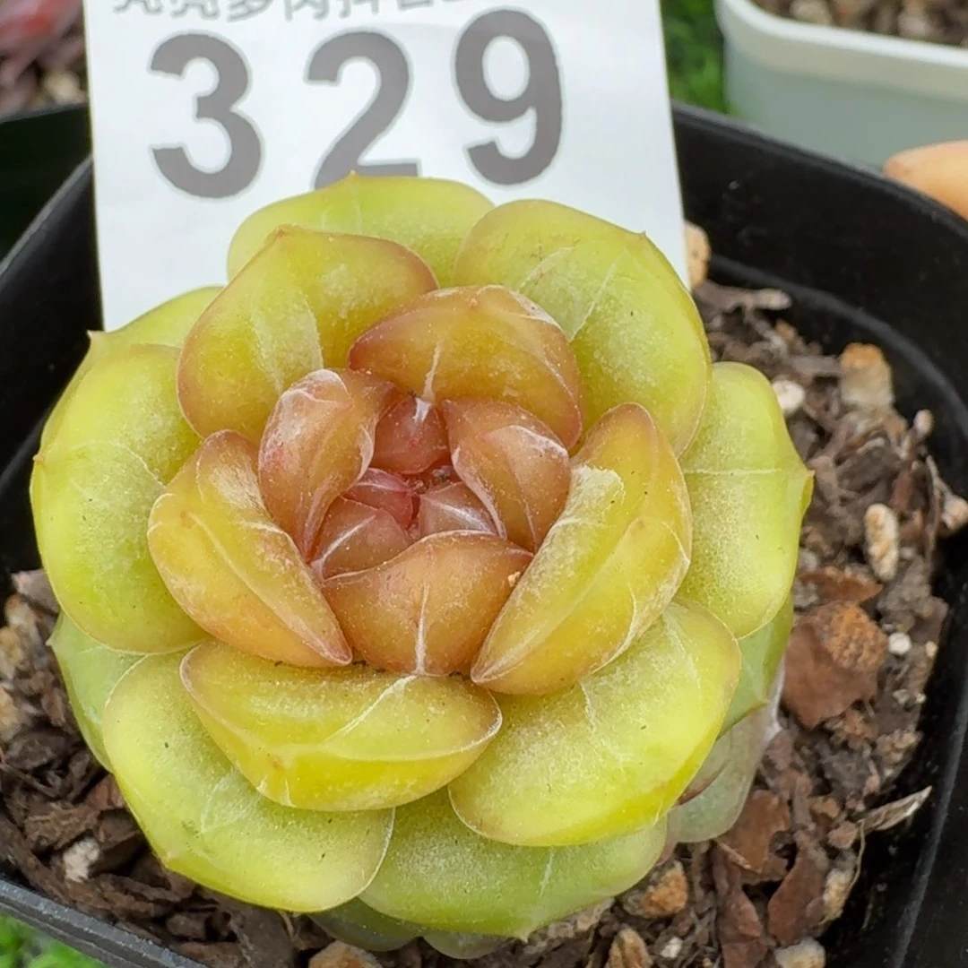 宫花         多肉植物