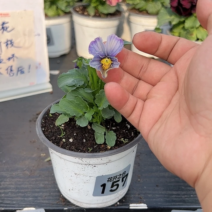 少量花朵（建议范围：2朵-5朵 或40%以下）157号