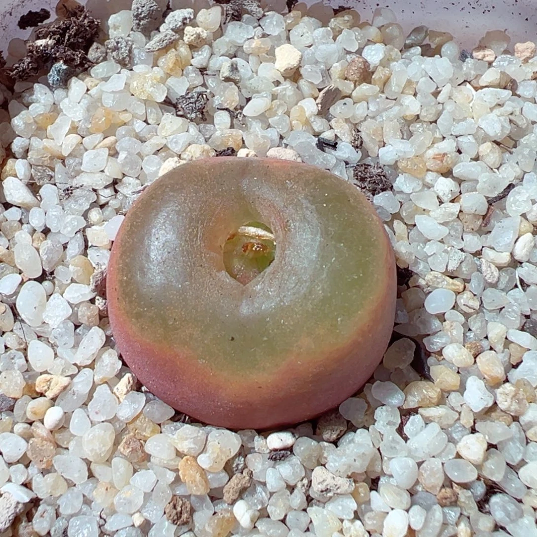 1211-471多肉多日甜甜圈毛