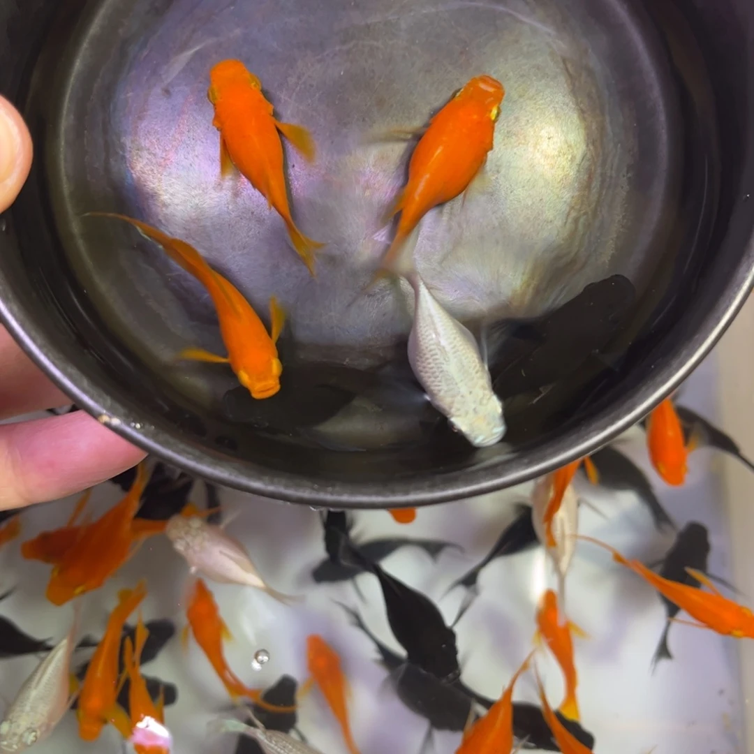 海水鱼5送一备损小肚子，4母2公