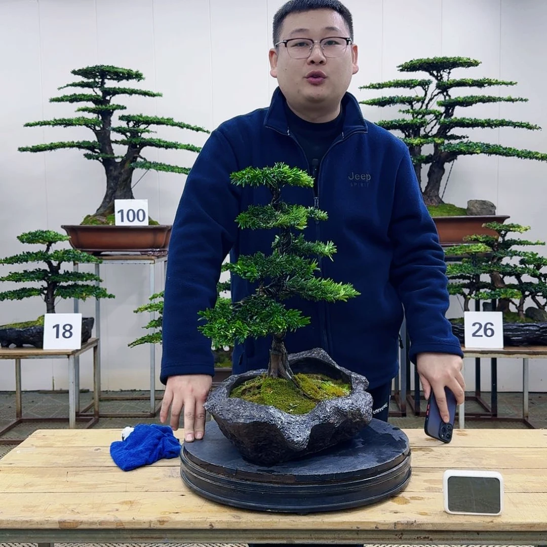 盆景米叶罗汉松盆景