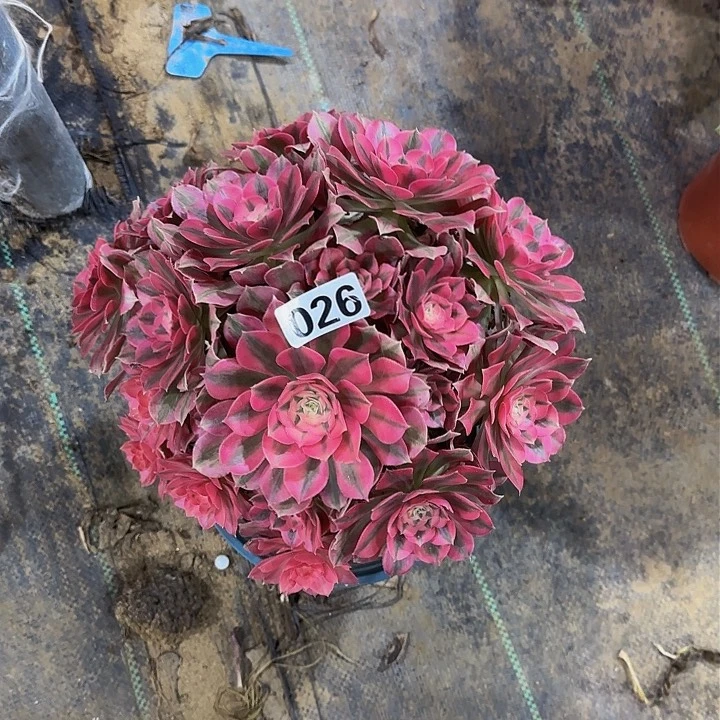 七****园026粉女巫多肉法师