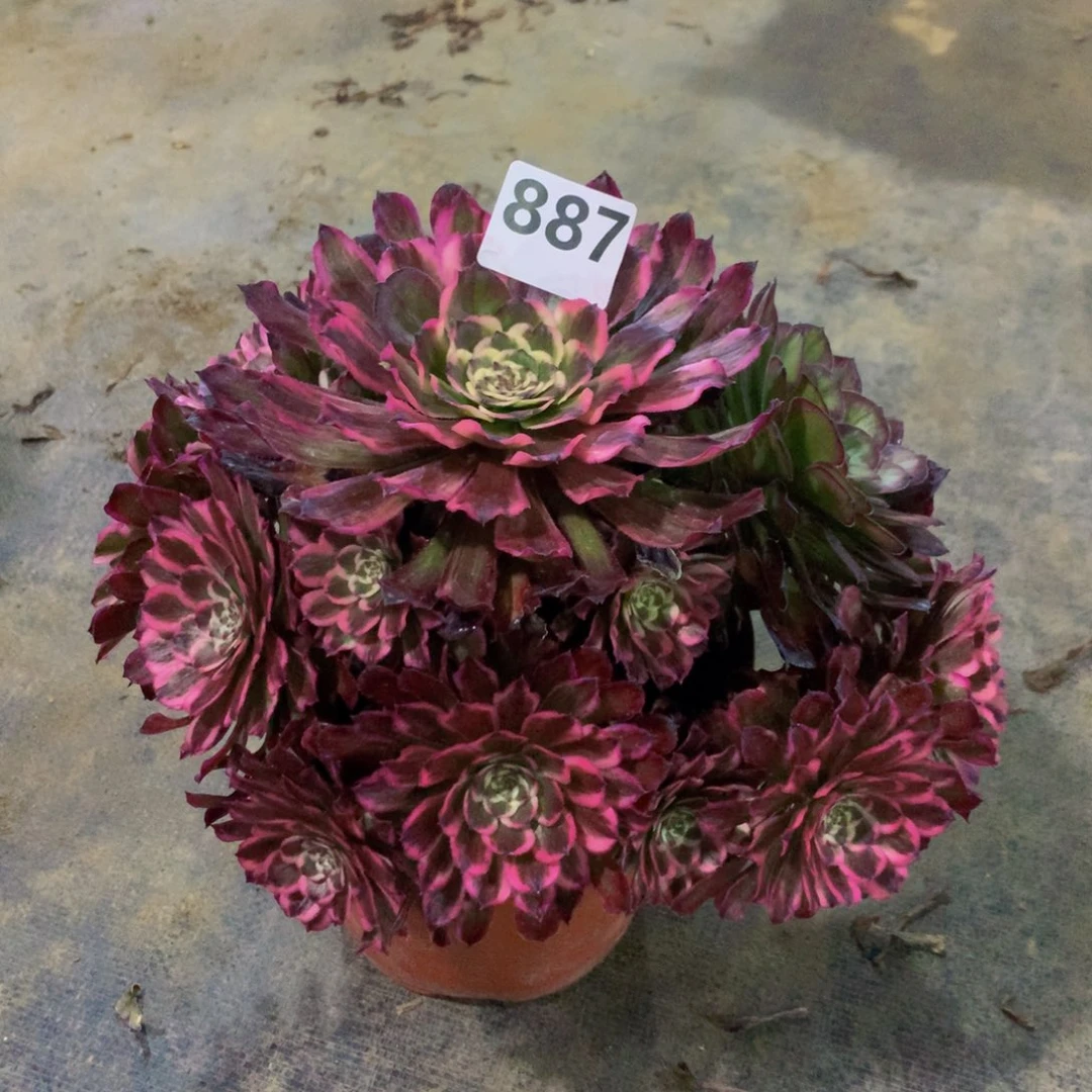 【闪购商品】低*，887德芙福利