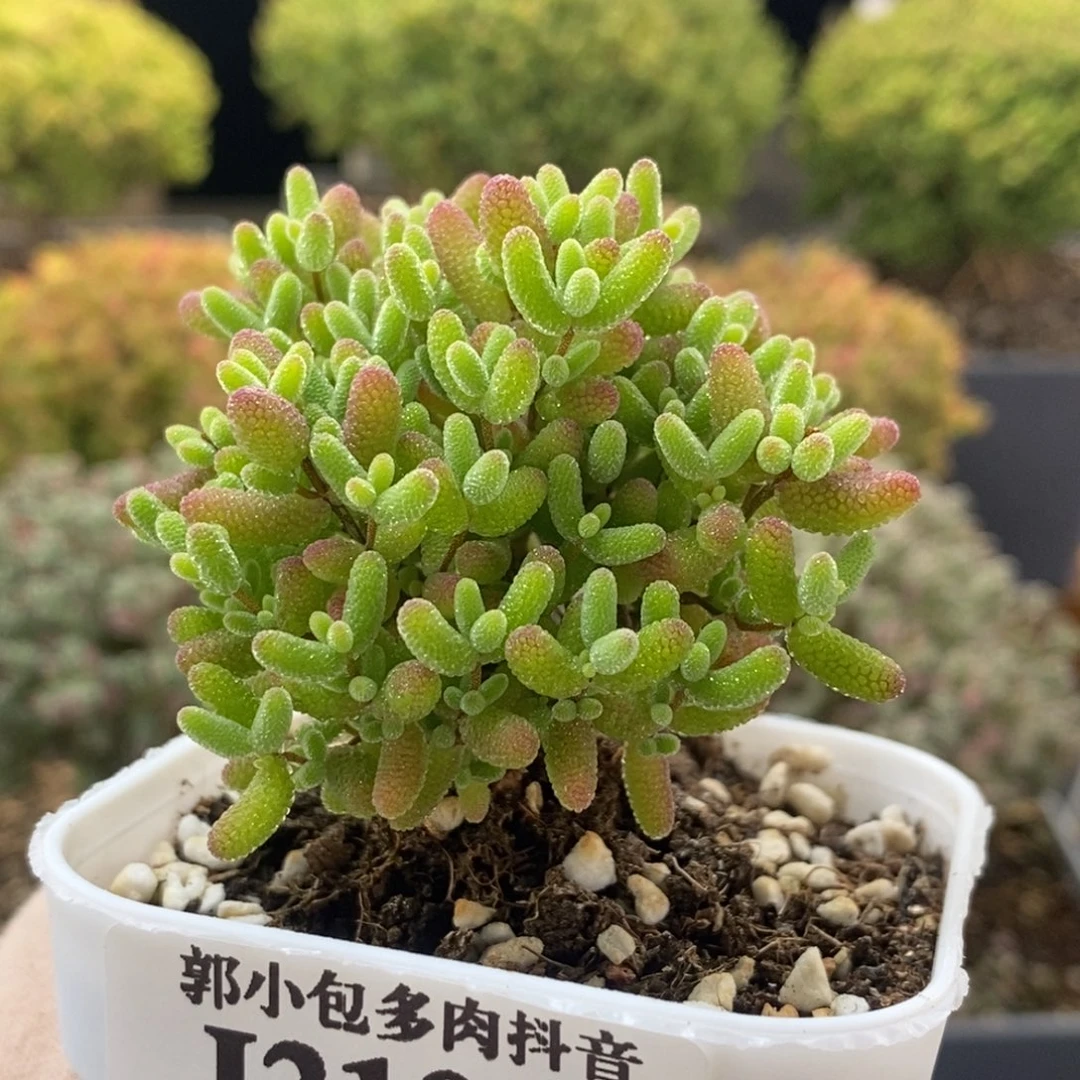 蜜橘糖球2103枝干番杏