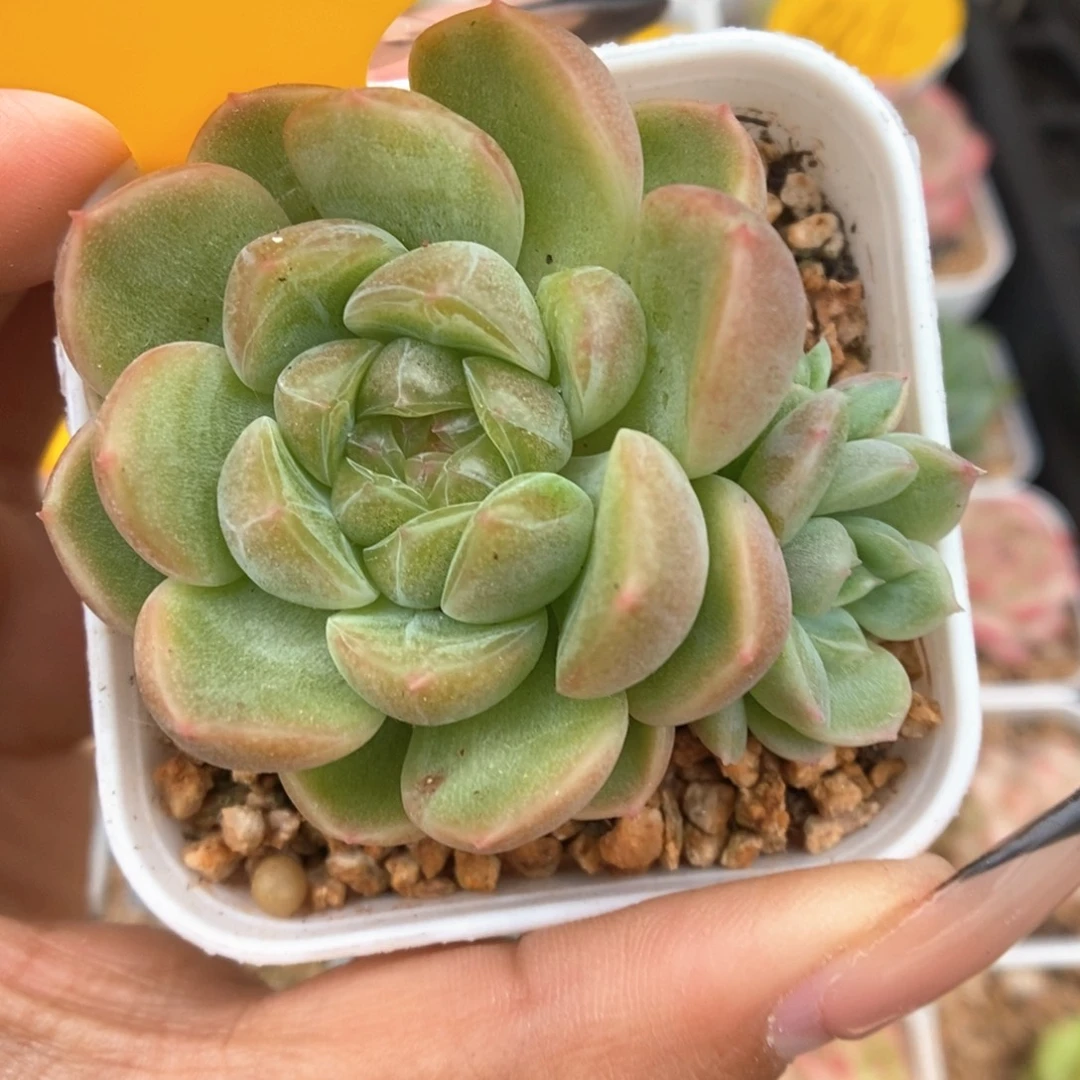 橘心财富可拍501号