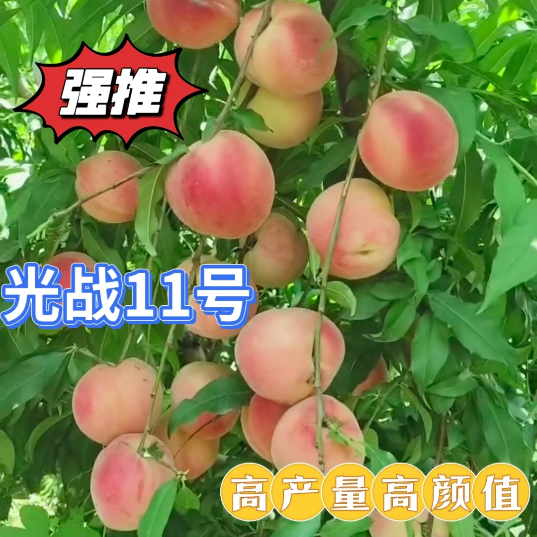6月下旬成熟光战11号桃苗果树苗,赶产量高颜值桃树苗桃树新品种