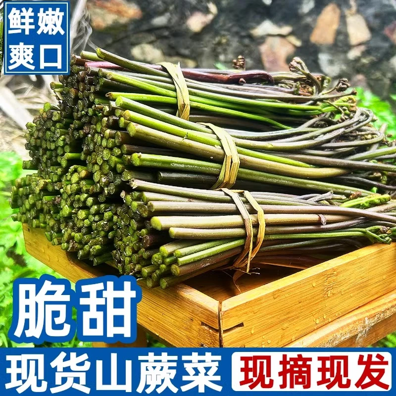 新鲜当季现摘先发脆嫩爽口时令新鲜农家山蕨菜