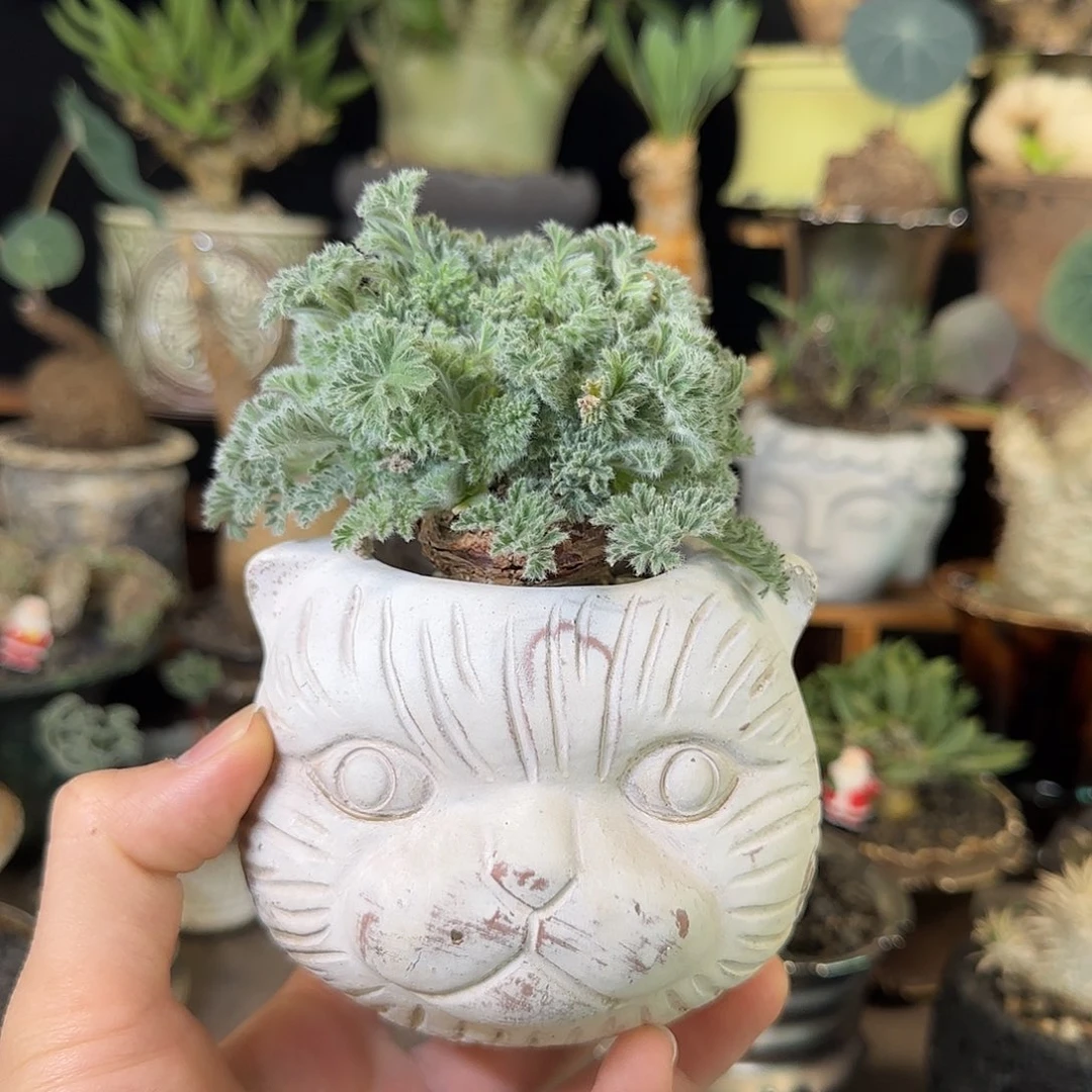 一物一拍羽叶洋葵98