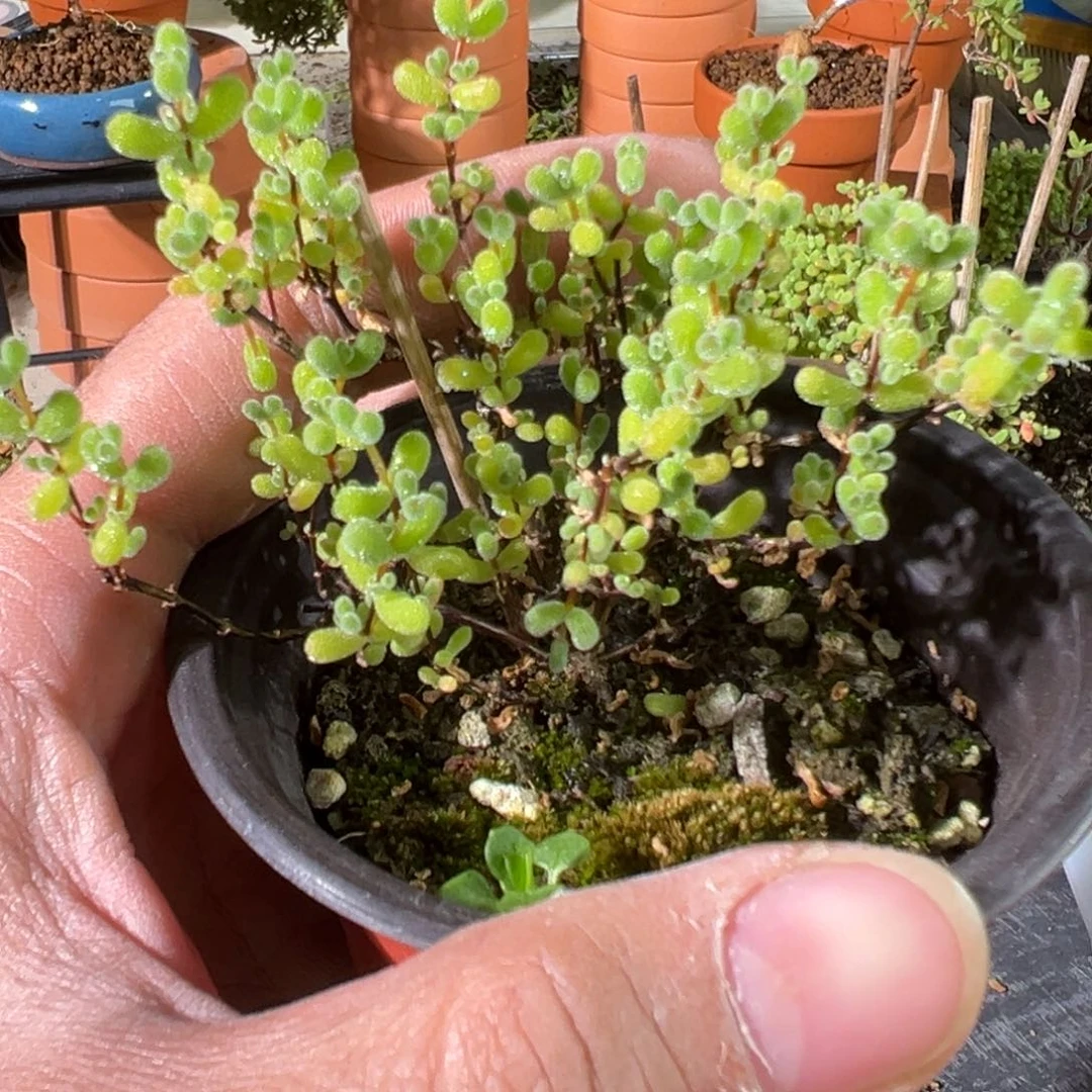翡翠90杯老桩福利