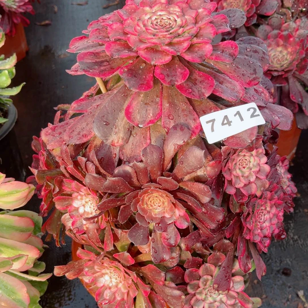 黑天使多肉发货发货