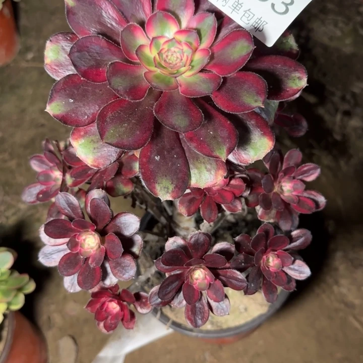 8963丽娜多肉植物