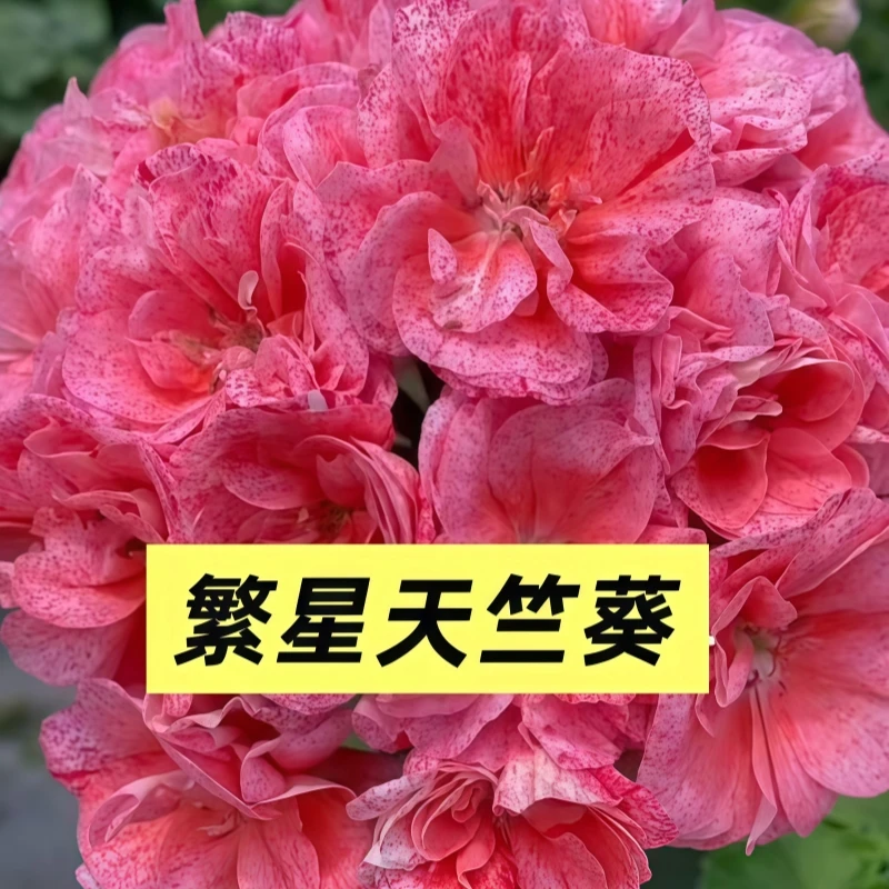 【繁星半兽】直立带花苞 精品天竺葵原盆土开花大球重瓣包对版