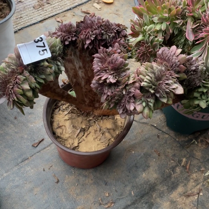 多肉沙拉碗缀化375