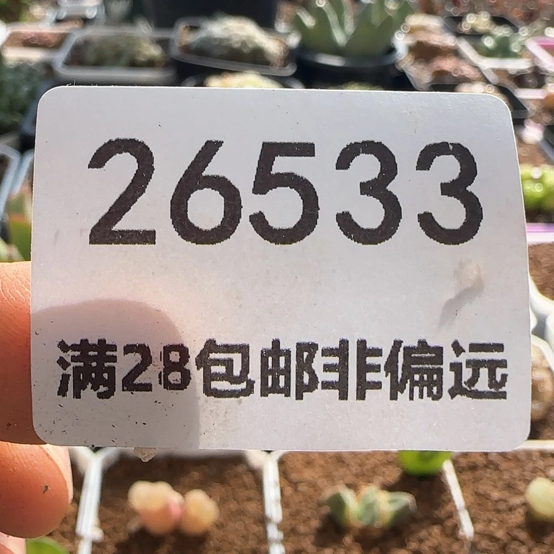 东**旺28包邮脱土发货26533鸽子蛋6颗