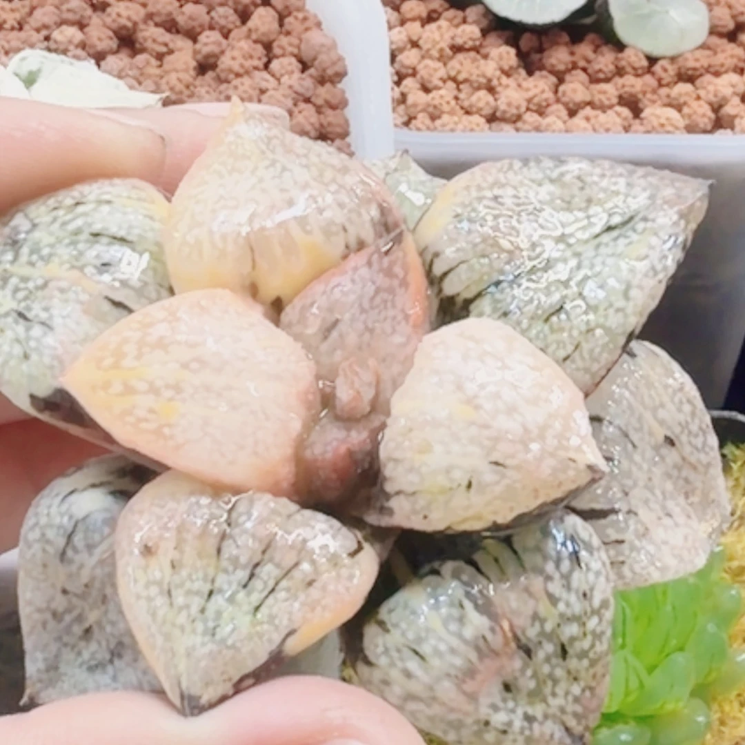 十二卷大久保白银锦