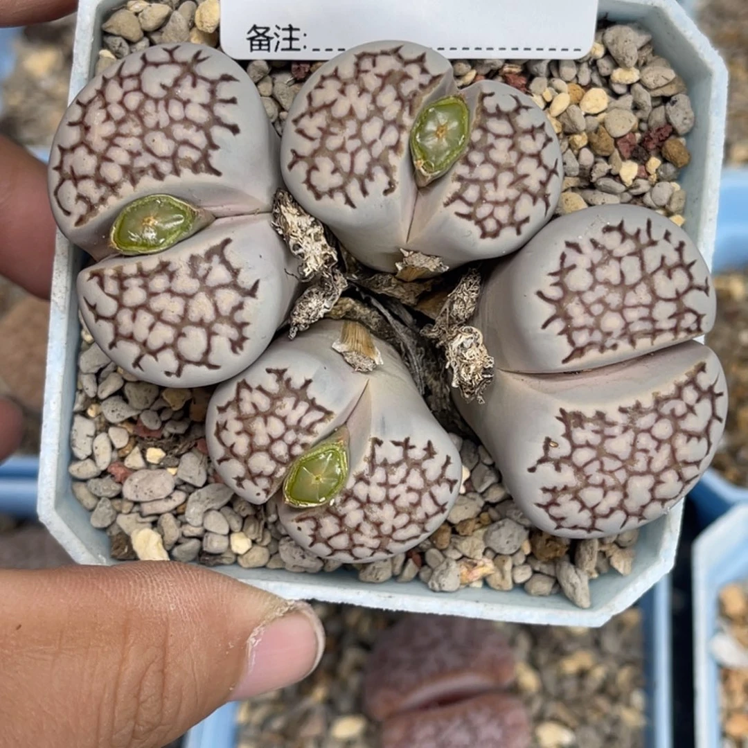 9743群生4头网纹寿丽