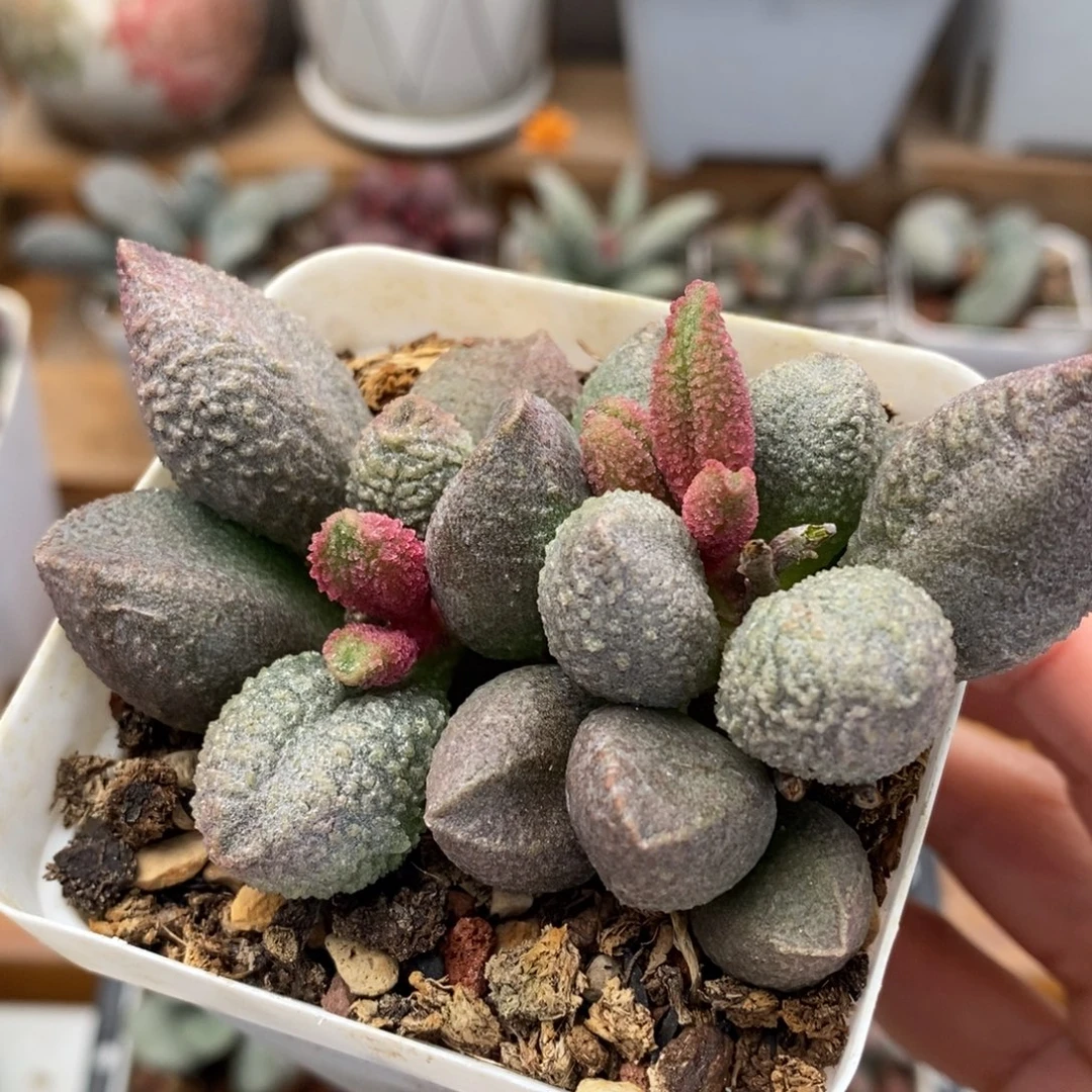 哈默翡翠水泡多肉植物