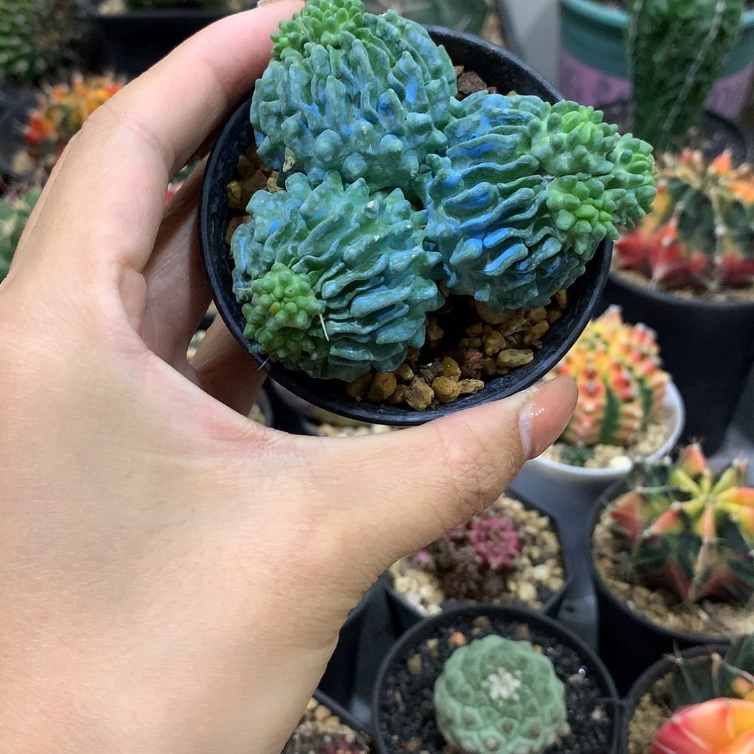 蝌蚪仙人球自根7公分