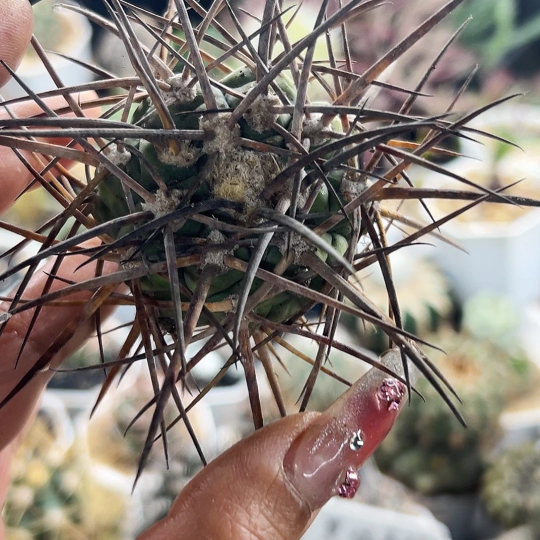 超刺有根仙人球666666