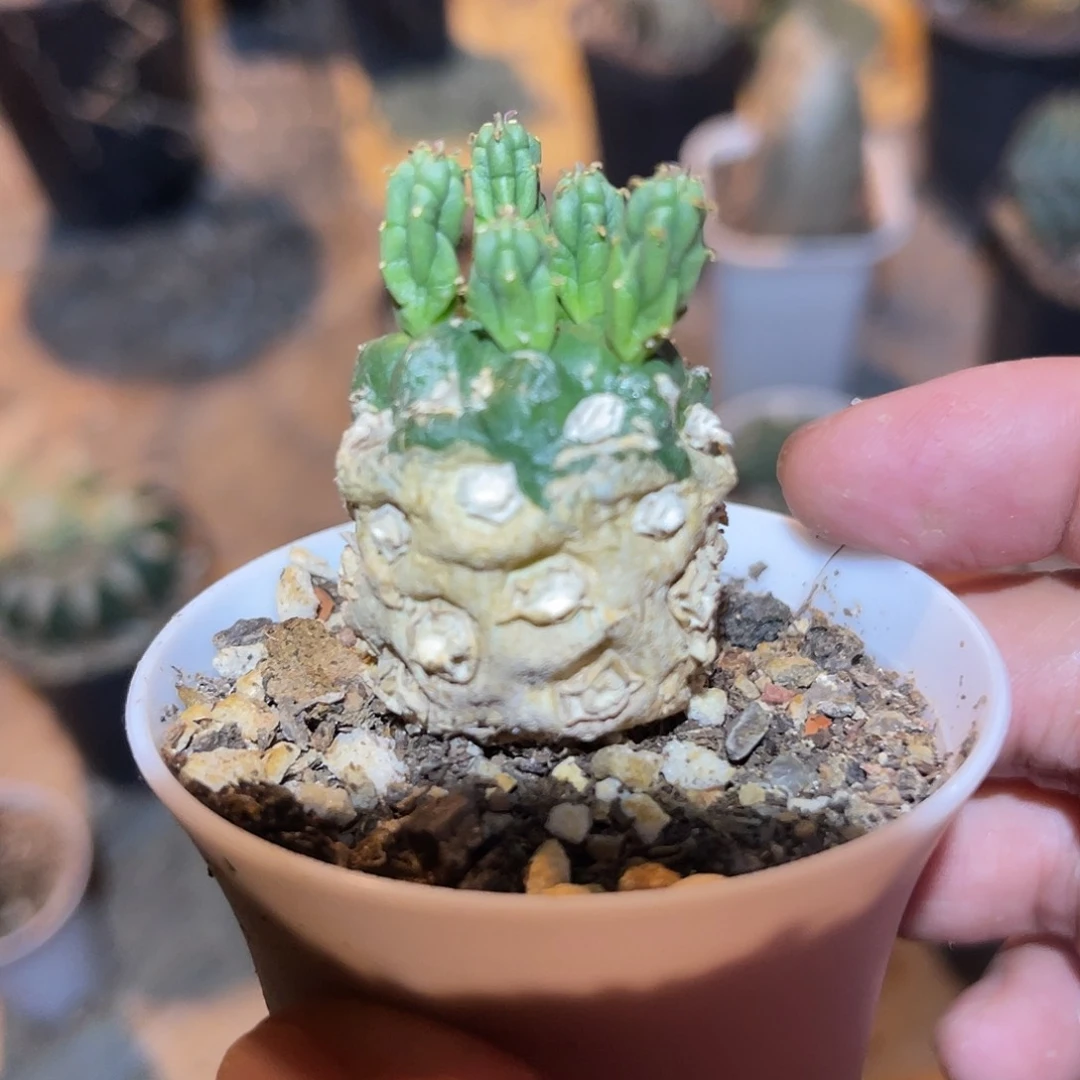 实生九头龙块根一物一拍