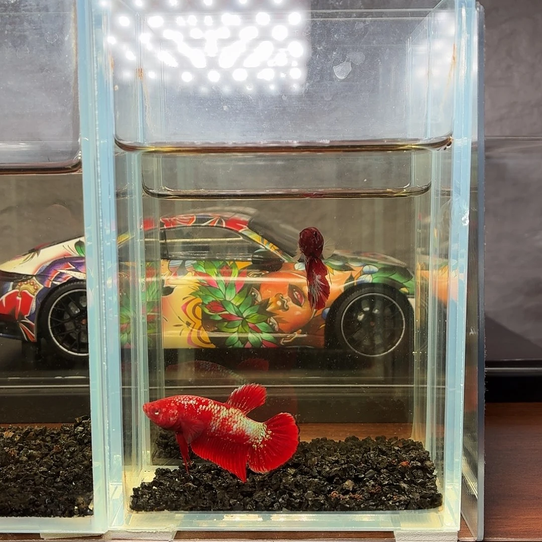 斗鱼彩金将军公鱼