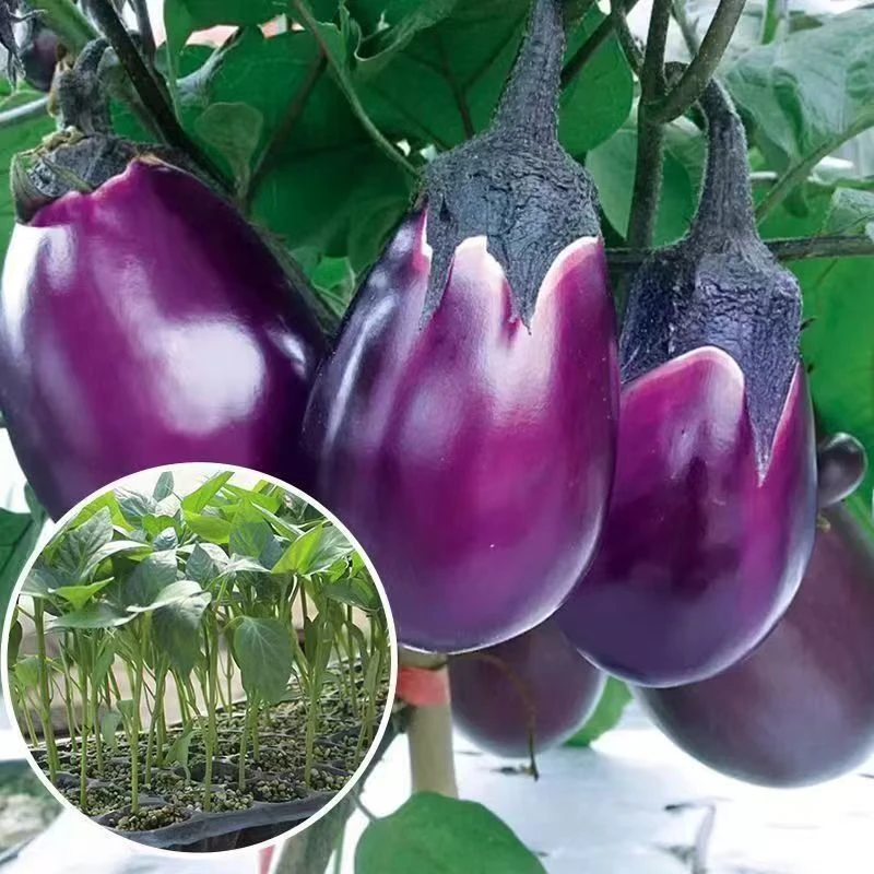 高产紫罐紫圆牛心蔬菜茄子新鲜秧苗优质薄皮椒带土地盆栽秧苗
