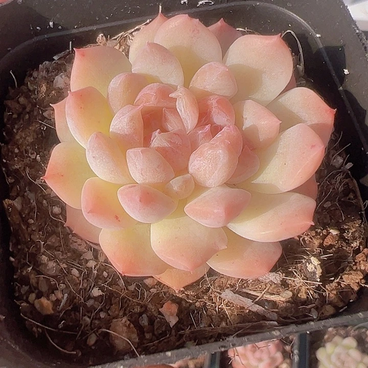 冰糖水晶精品多肉