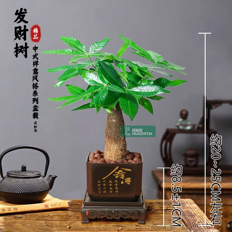 发财树室内绿植盆栽桌面观叶植物好养耐旱吸甲醛