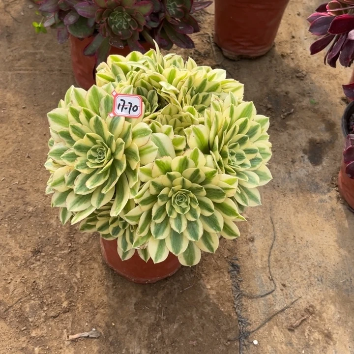 17-70迈巴赫朵朵多肉植物