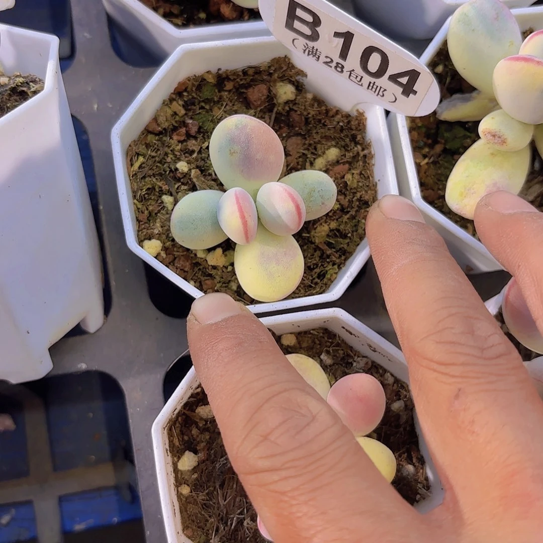 B104乒乓锦一物一拍