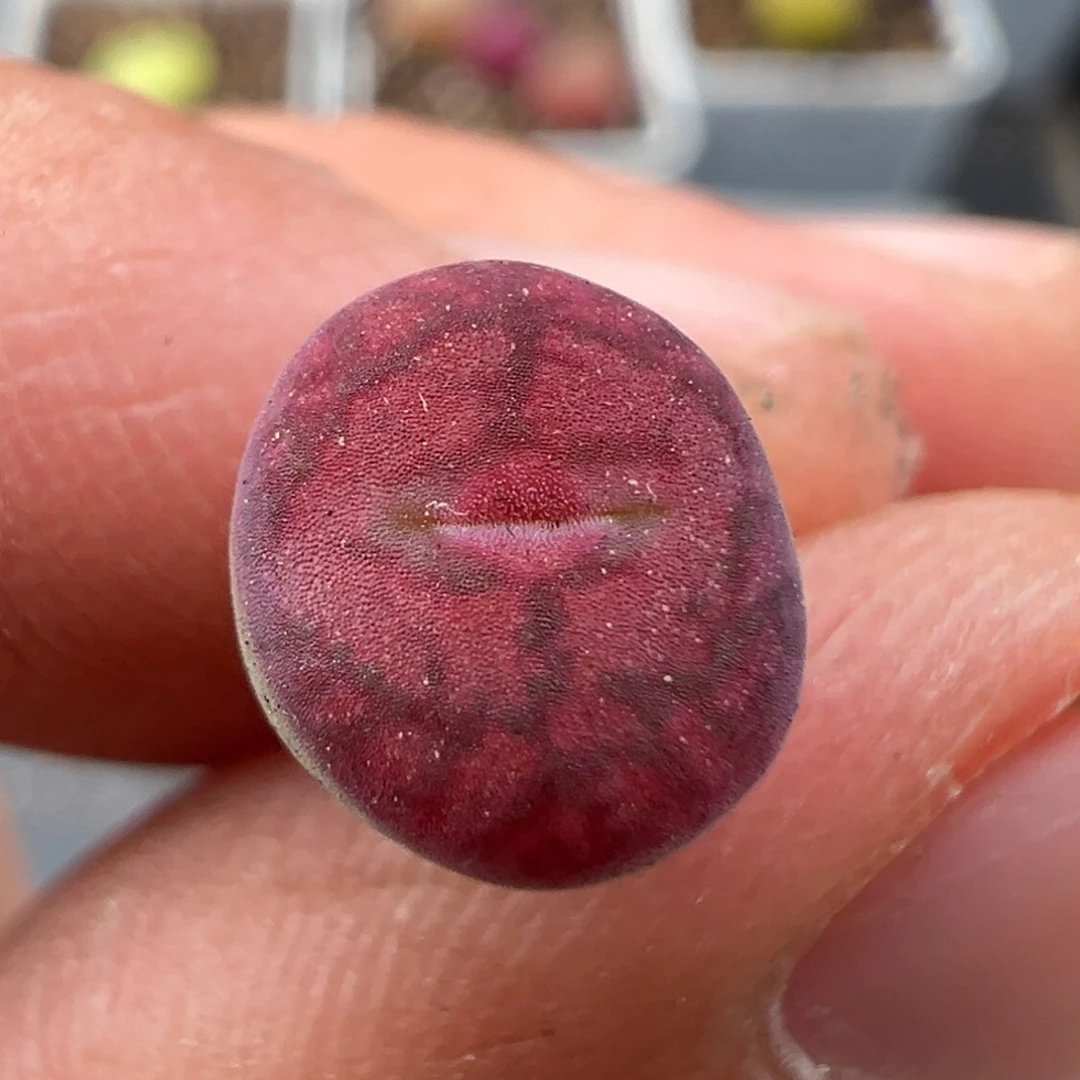 2.16好看的多肉948