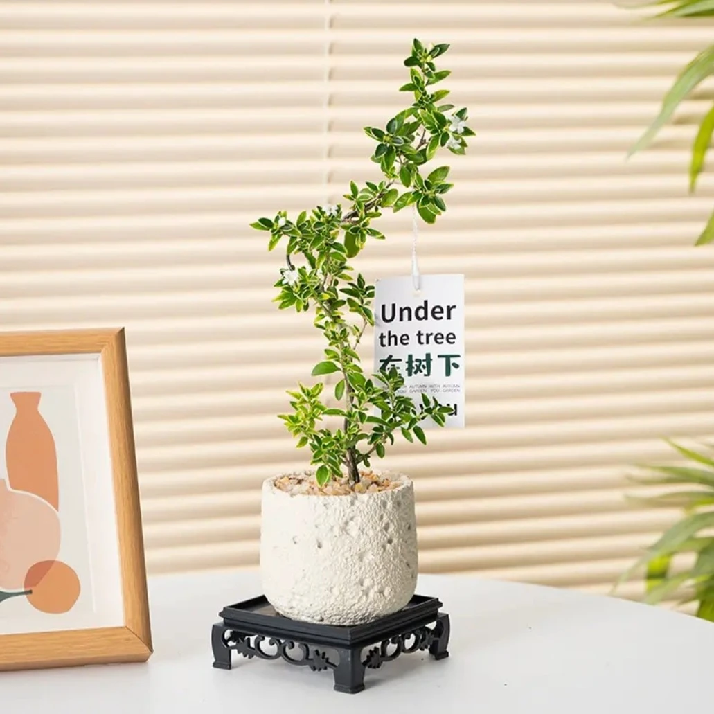 六月雪盆景悬崖造型桌面禅意室内窗台小绿植物办公室茶几桌面盆栽