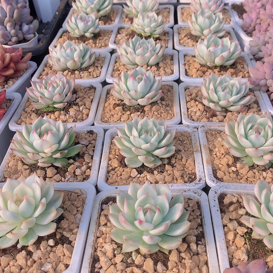 吉娃娃小全覆轮锦00000000000000