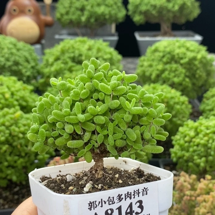 蜜橘糖球8143枝干番杏