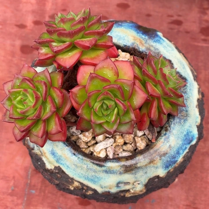 多肉蒂亚一物一拍-4