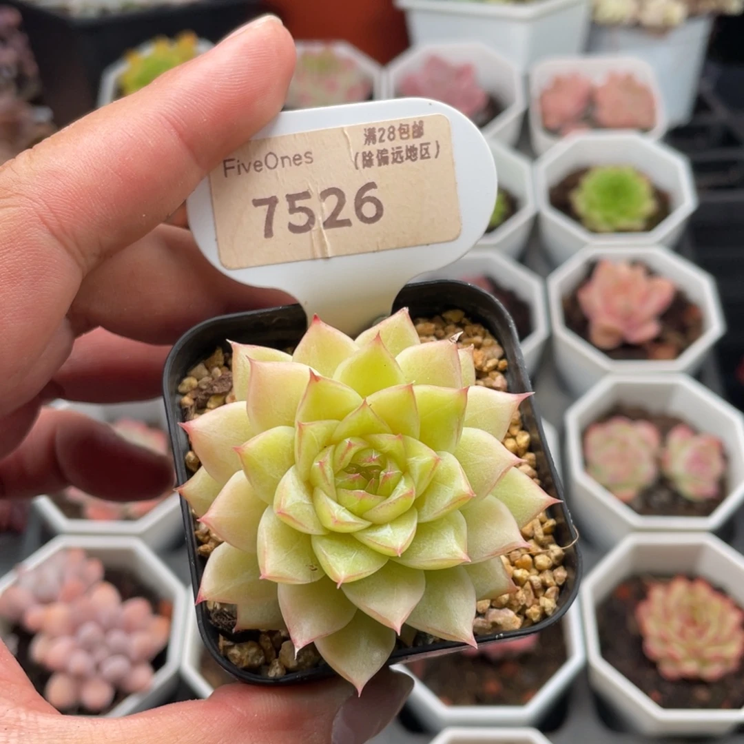 翡翠7526-5.0厘米