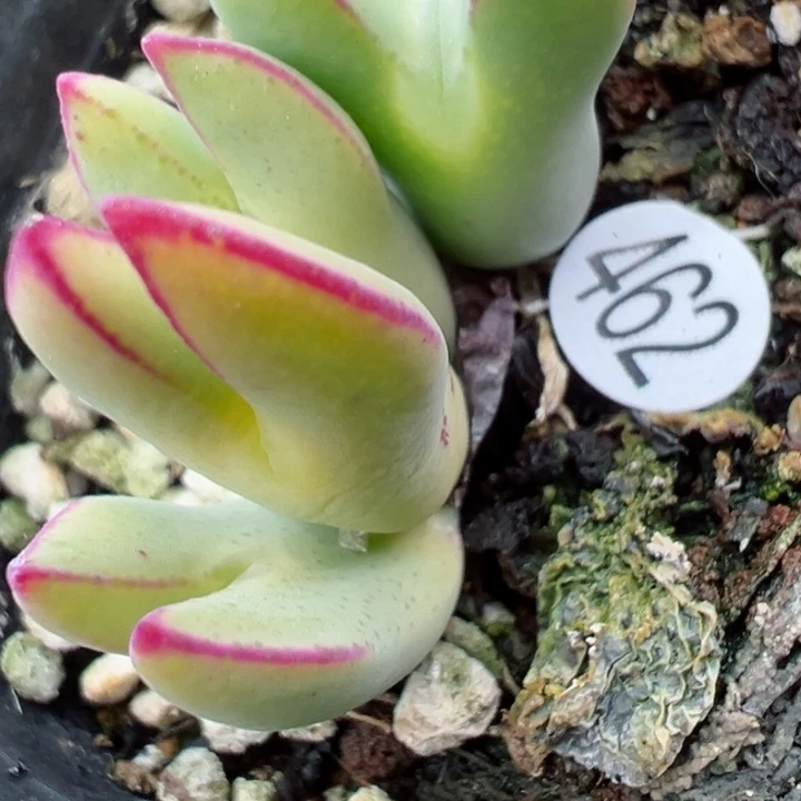 板**?带土球462号1111111111