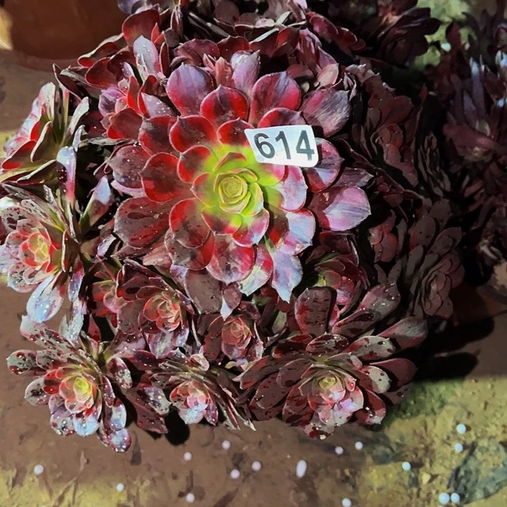 614水果糖多肉植物处理不售后