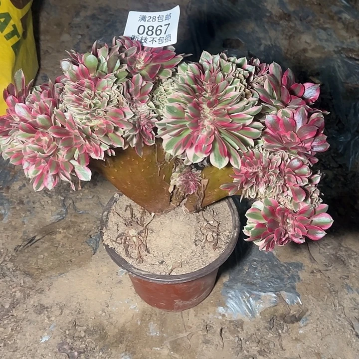 0867粉女巫缀多肉植物