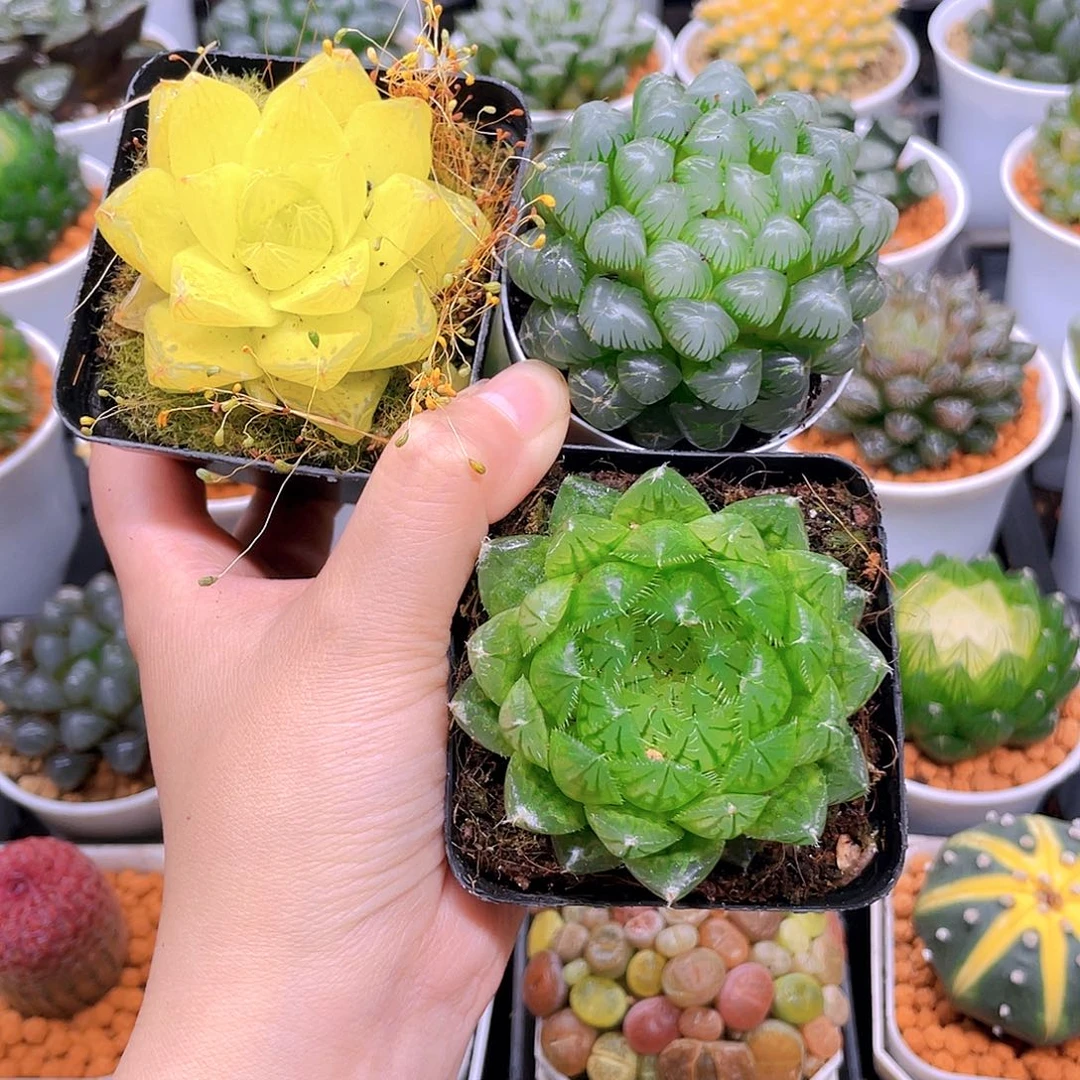 黄金玉露，蝉翼，冰灯玉露