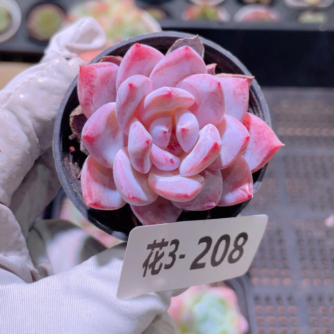 花利美 3-208橙梦露