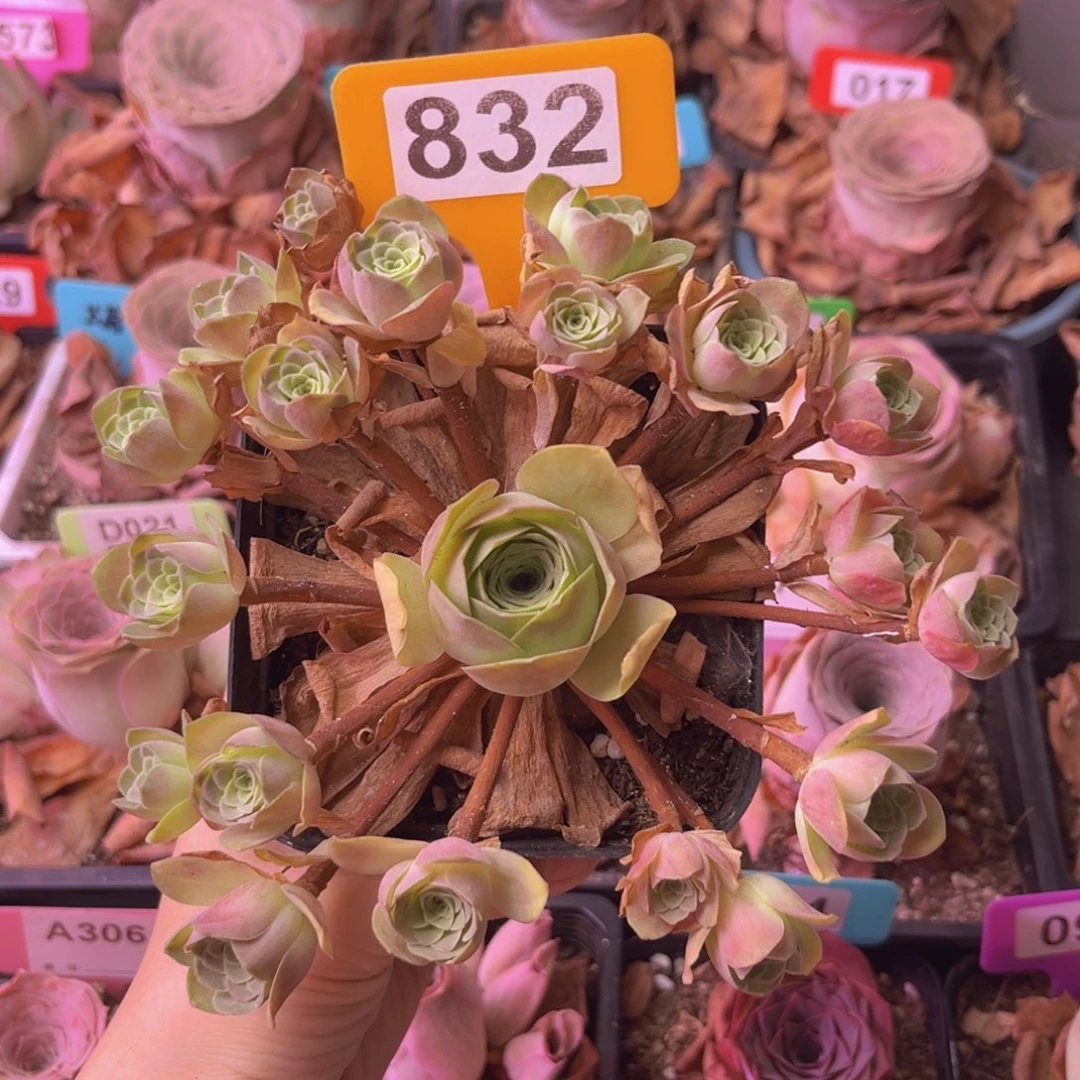 油画玫瑰一物一拍832 断崽不售后！