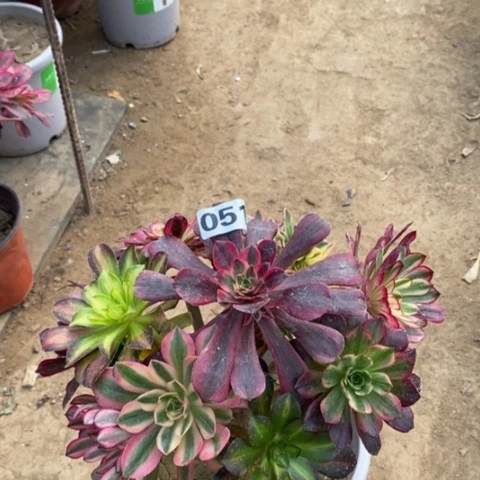 051嫁接多品种多肉法师