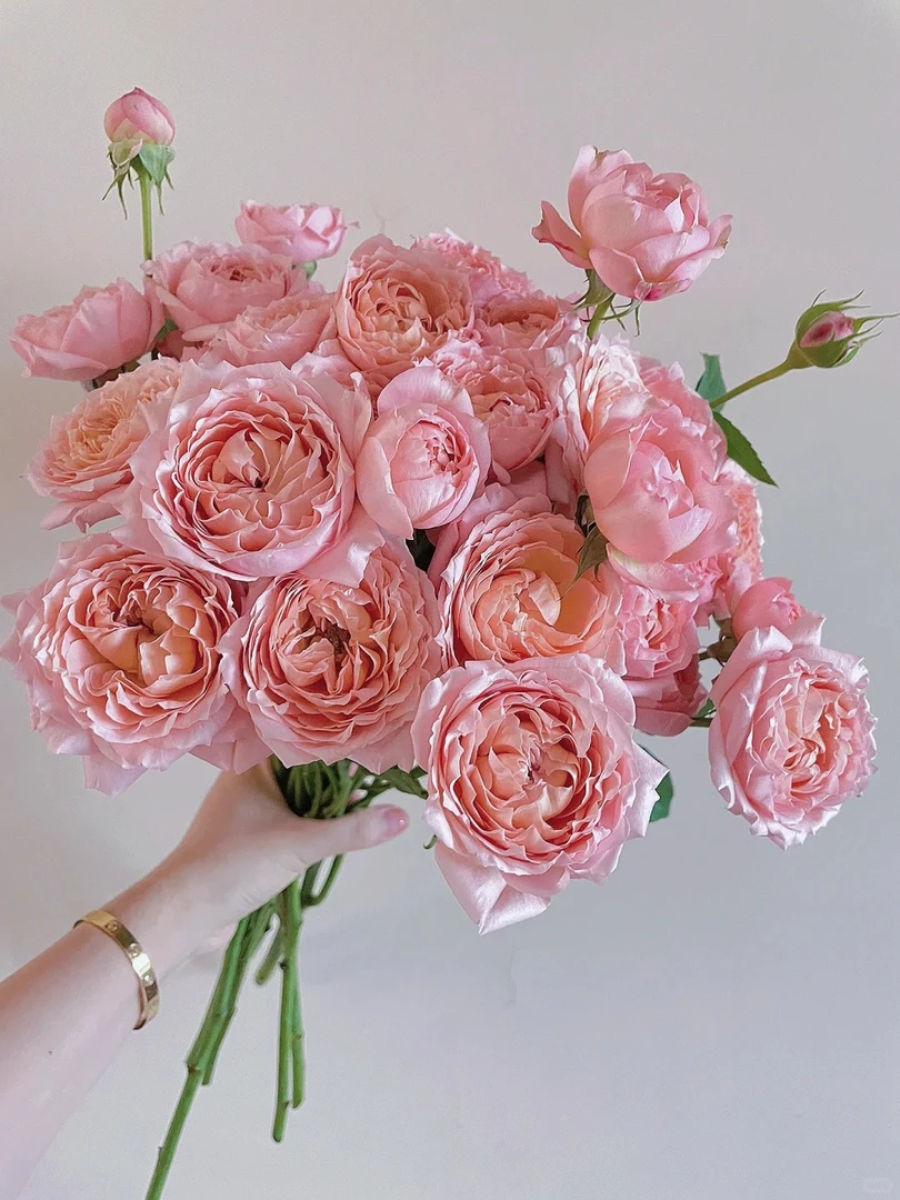 【朱丽叶塔多头玫瑰】橘粉色玫瑰 收到需醒花 云南基地鲜花直发