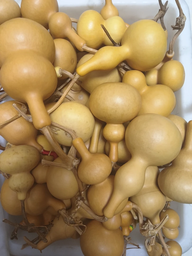 直播间专用链接天然葫芦