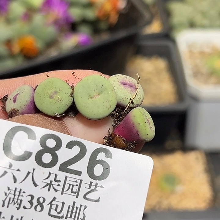 1***8826号小红嘴5个69。999