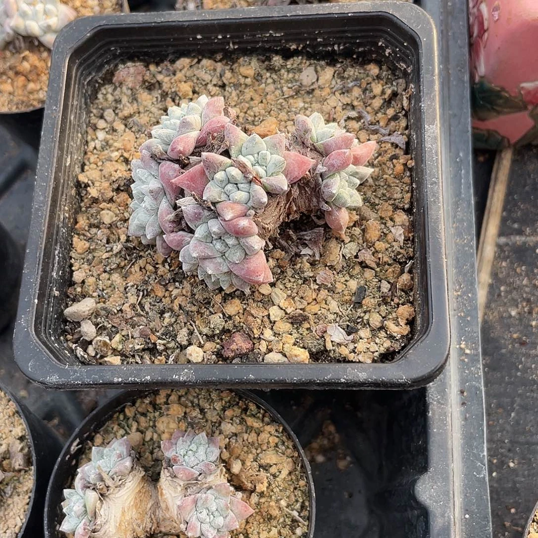 添***格诺玛丸叶粗桩的