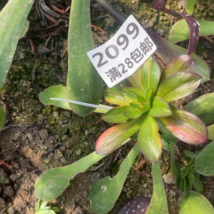 固***孝2099三号棚巫毒七彩