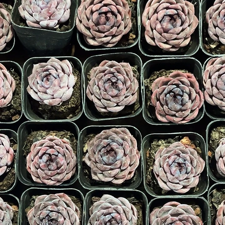 团055号。  蓝莓。    福利多多